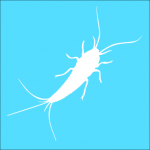 picture of a silverfish/fishmoth on a blue background