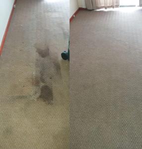 carpets cleaned by true clean
