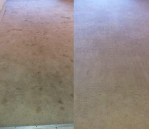 true clean carpet cleaning and pest control before and after